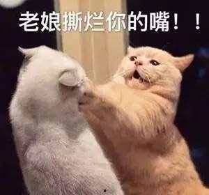 娱乐吃瓜君猫猫,揭秘娱乐圈那些不为人知的幕后故事